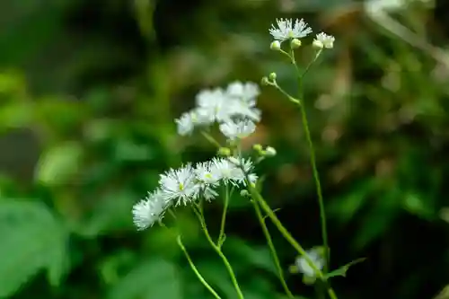 白山比咩神社　奥宮(石川県)