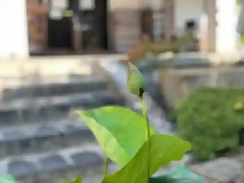 伊勢の国 四天王寺の自然