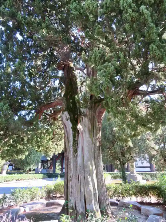 東福禅寺(東福寺)の自然
