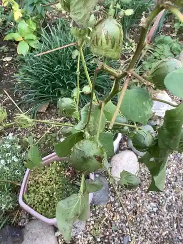 三輪神社の自然