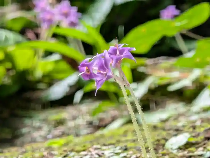 浄智寺(神奈川県)