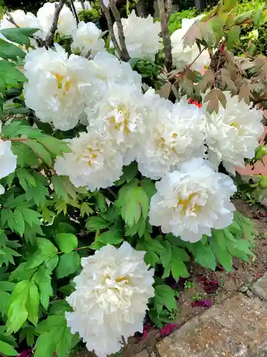 神炊館神社 ⁂奥州須賀川総鎮守⁂の自然