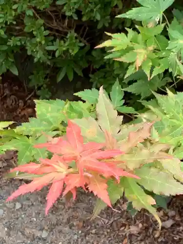 八坂神社の自然