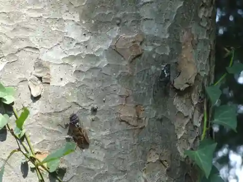 弥生神社の動物