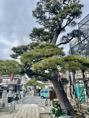 本成寺の{uncategorized: "未分類", other: "その他", undefined: "問題あり", building: "その他建物", grave: "お墓", sacred_gate: "鳥居", guardian: "狛犬", statue: "像", buddha: "仏像", history: "歴史", nature: "自然", garden: "庭園", animal: "動物", pagoda: "塔", temizu: "手水舎", mountain_gate: "山門・神門", sanctuary: "本殿・本堂", subordinate: "末社・摂社", art: "芸術", scenery: "景色", jizo: "地蔵", ema: "絵馬", goshuin: "御朱印", omikuji: "おみくじ", items: "授与品その他", amulet: "お守り", goshuincho: "御朱印帳", eats: "食事", festival: "お祭り", votive_dance: "神楽", shichigosan: "七五三参", wedding: "結婚式", experience: "体験その他", initially: "初詣", around: "周辺", anti_infection: "感染症対策"}
