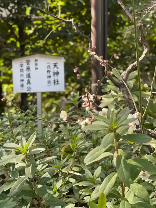 阿佐ヶ谷神明宮(東京都)