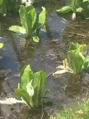 江南神社(北海道)