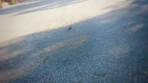尾張大國霊神社（国府宮）の動物