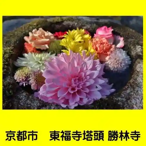 勝林寺の手水舎