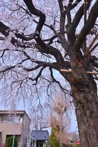 栗谷須賀神社(神奈川県)