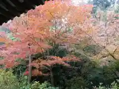 浄瑠璃寺の自然