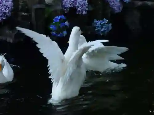 楽法寺（雨引観音）の動物