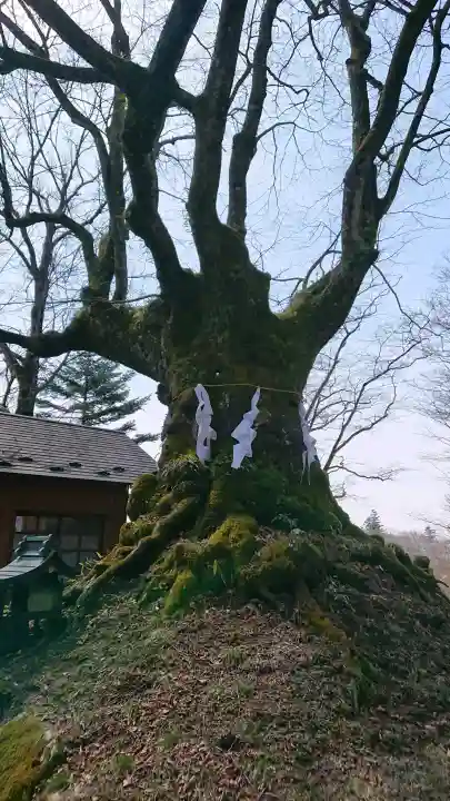 碓氷峠熊野神社の{uncategorized: "未分類", other: "その他", undefined: "問題あり", building: "その他建物", grave: "お墓", sacred_gate: "鳥居", guardian: "狛犬", statue: "像", buddha: "仏像", history: "歴史", nature: "自然", garden: "庭園", animal: "動物", pagoda: "塔", temizu: "手水舎", mountain_gate: "山門・神門", sanctuary: "本殿・本堂", subordinate: "末社・摂社", art: "芸術", scenery: "景色", jizo: "地蔵", ema: "絵馬", goshuin: "御朱印", omikuji: "おみくじ", items: "授与品その他", amulet: "お守り", goshuincho: "御朱印帳", eats: "食事", festival: "お祭り", votive_dance: "神楽", shichigosan: "七五三参", wedding: "結婚式", experience: "体験その他", initially: "初詣", around: "周辺", anti_infection: "感染症対策"}