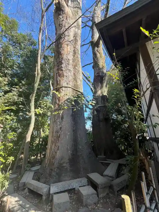 川越氷川神社の{uncategorized: "未分類", other: "その他", undefined: "問題あり", building: "その他建物", grave: "お墓", sacred_gate: "鳥居", guardian: "狛犬", statue: "像", buddha: "仏像", history: "歴史", nature: "自然", garden: "庭園", animal: "動物", pagoda: "塔", temizu: "手水舎", mountain_gate: "山門・神門", sanctuary: "本殿・本堂", subordinate: "末社・摂社", art: "芸術", scenery: "景色", jizo: "地蔵", ema: "絵馬", goshuin: "御朱印", omikuji: "おみくじ", items: "授与品その他", amulet: "お守り", goshuincho: "御朱印帳", eats: "食事", festival: "お祭り", votive_dance: "神楽", shichigosan: "七五三参", wedding: "結婚式", experience: "体験その他", initially: "初詣", around: "周辺", anti_infection: "感染症対策"}