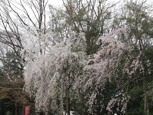 賀茂御祖神社（下鴨神社）の自然