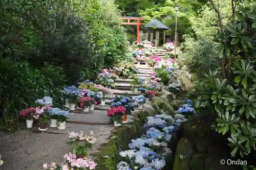 岡寺（龍蓋寺）(奈良県)