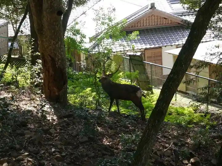 東大寺 二月堂の動物