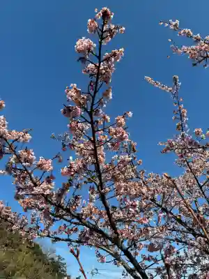 眞珠院の{uncategorized: "未分類", other: "その他", undefined: "問題あり", building: "その他建物", grave: "お墓", sacred_gate: "鳥居", guardian: "狛犬", statue: "像", buddha: "仏像", history: "歴史", nature: "自然", garden: "庭園", animal: "動物", pagoda: "塔", temizu: "手水舎", mountain_gate: "山門・神門", sanctuary: "本殿・本堂", subordinate: "末社・摂社", art: "芸術", scenery: "景色", jizo: "地蔵", ema: "絵馬", goshuin: "御朱印", omikuji: "おみくじ", items: "授与品その他", amulet: "お守り", goshuincho: "御朱印帳", eats: "食事", festival: "お祭り", votive_dance: "神楽", shichigosan: "七五三参", wedding: "結婚式", experience: "体験その他", initially: "初詣", around: "周辺", anti_infection: "感染症対策"}