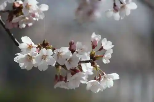 国宝 大法寺の自然