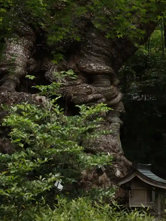 來宮神社(静岡県)