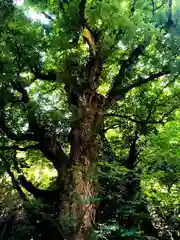 健男霜凝日子神社の自然