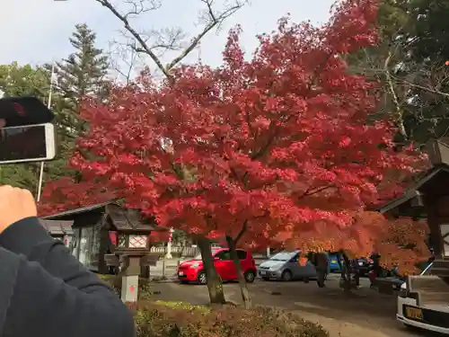 武田神社の自然