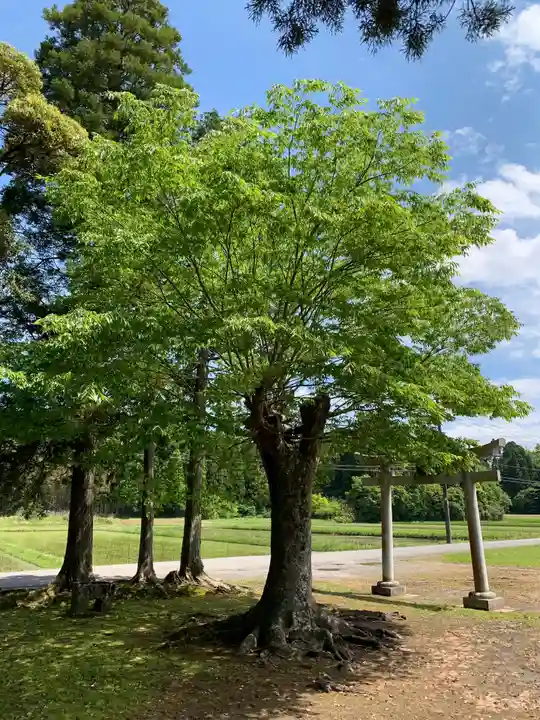 大宮神社の自然
