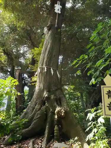 須天熊野神社の自然
