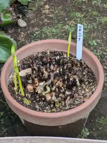 谷中 妙福寺(東京都)