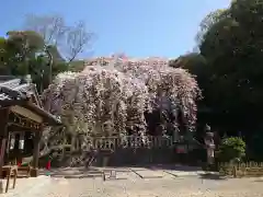 土呂八幡宮の自然