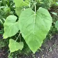 高司神社〜むすびの神の鎮まる社〜の自然