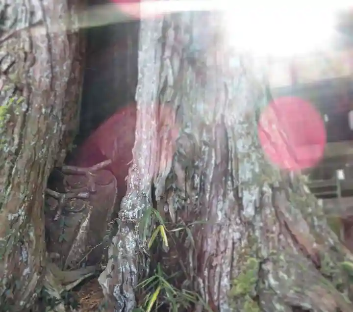杉森神社の自然