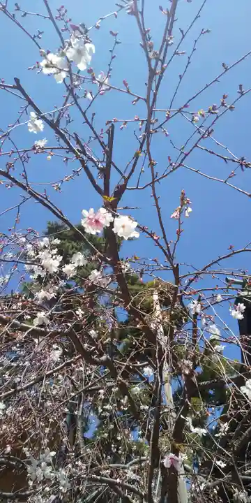 鳩ヶ谷氷川神社の自然