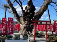 秩父今宮神社(埼玉県)