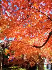 福蔵院(東京都)