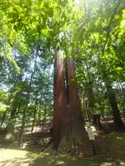 若狭彦神社（上社）(福井県)