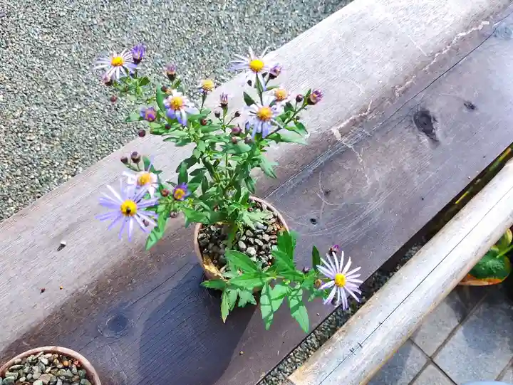 妙蓮寺(神奈川県)