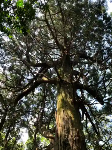 武生神社の自然