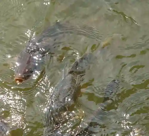 大瀬神社(静岡県)