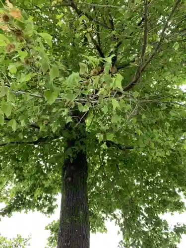 近津神社の自然