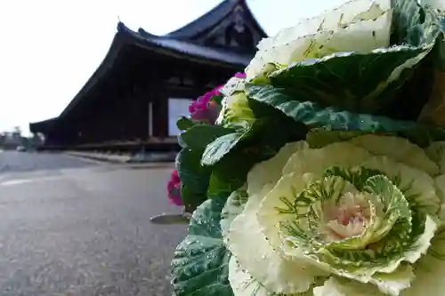 蓮華王院（三十三間堂）の自然