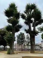 代田八幡神社の自然
