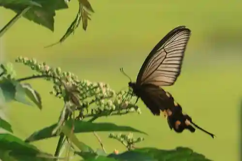 長屋神社の自然