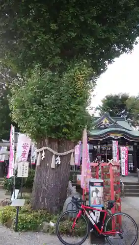 川越八幡宮の自然