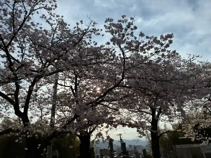 成願寺の{uncategorized: "未分類", other: "その他", undefined: "問題あり", building: "その他建物", grave: "お墓", sacred_gate: "鳥居", guardian: "狛犬", statue: "像", buddha: "仏像", history: "歴史", nature: "自然", garden: "庭園", animal: "動物", pagoda: "塔", temizu: "手水舎", mountain_gate: "山門・神門", sanctuary: "本殿・本堂", subordinate: "末社・摂社", art: "芸術", scenery: "景色", jizo: "地蔵", ema: "絵馬", goshuin: "御朱印", omikuji: "おみくじ", items: "授与品その他", amulet: "お守り", goshuincho: "御朱印帳", eats: "食事", festival: "お祭り", votive_dance: "神楽", shichigosan: "七五三参", wedding: "結婚式", experience: "体験その他", initially: "初詣", around: "周辺", anti_infection: "感染症対策"}
