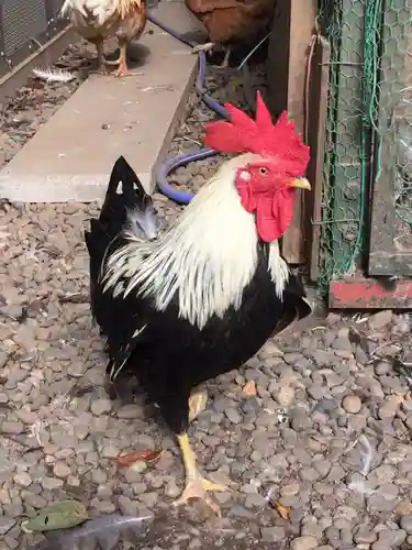 岩槻久伊豆神社の動物