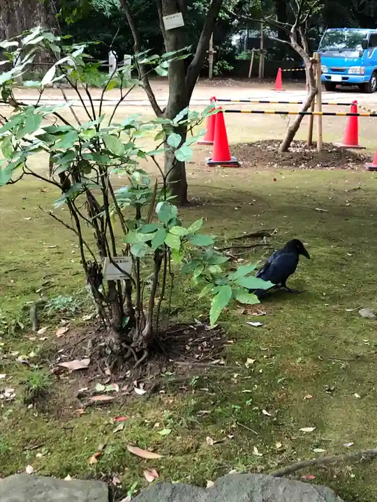 赤坂氷川神社の動物