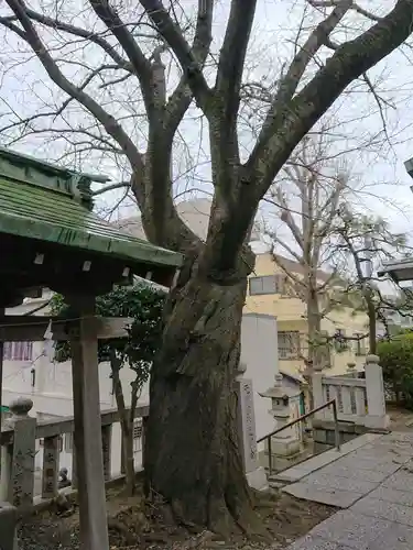 元町厳島神社の自然