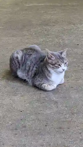 玉野御嶽神社の動物