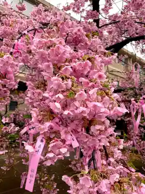 桜神宮(東京都)